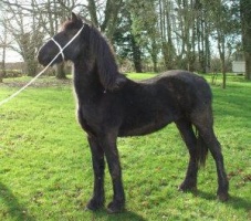 Horse